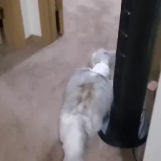 🐈