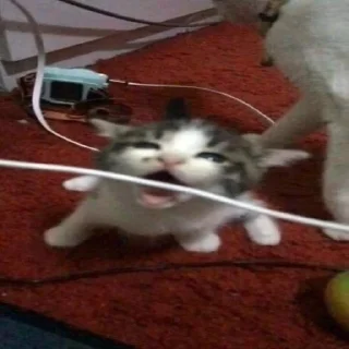 ☠️