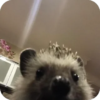 👑