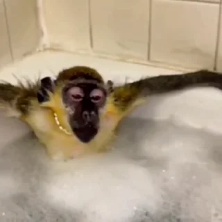🦧