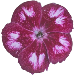 🌺