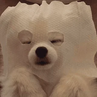 🐱