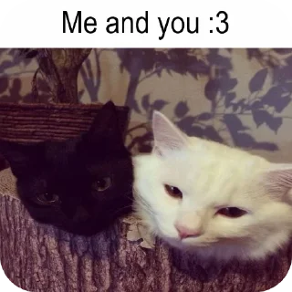 🐱