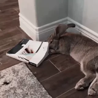 🐇