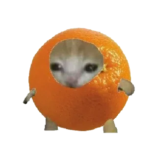 🍊