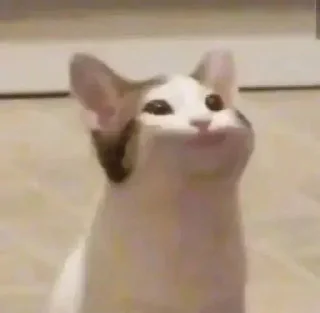 🐶