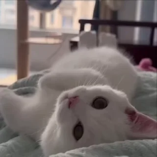 🌟