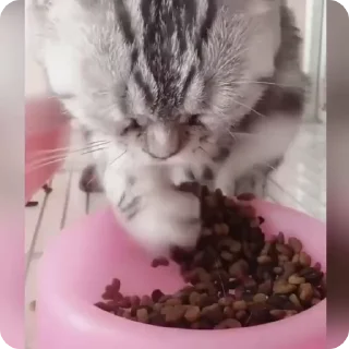🥘
