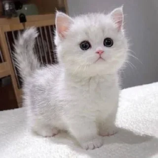 🐈