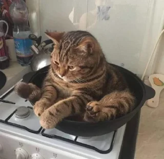 🐱