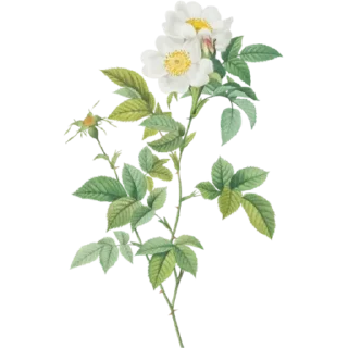 🌼