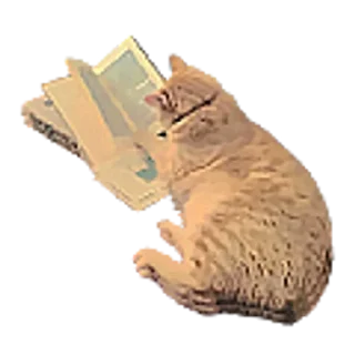 🐈