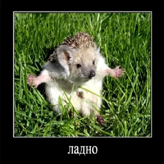 🦔