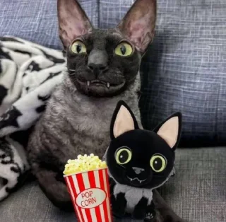 🦇