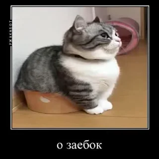 😎