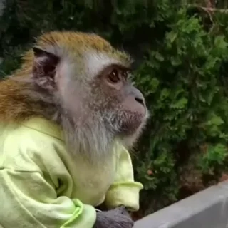 🐵
