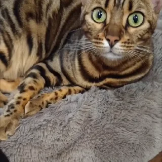 🤩