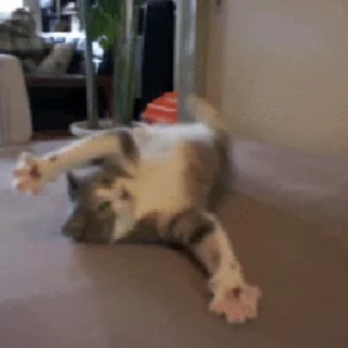 🐱