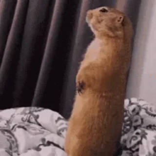 🦫