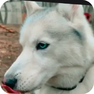🐶