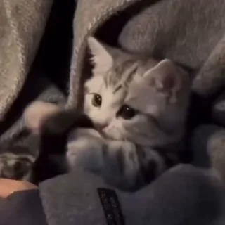 🌟