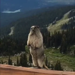 🦫