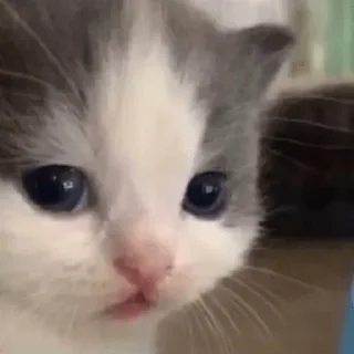 🥺