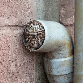 🔧