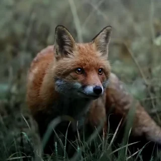 🤩