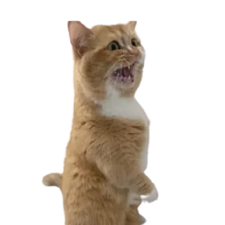 😲