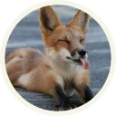 🦊 Лисы @lennysticker