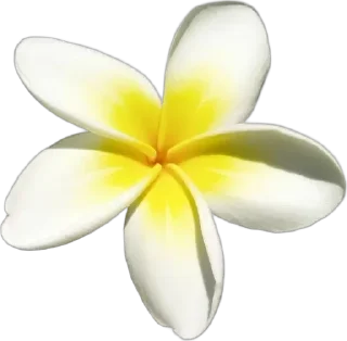 🌟