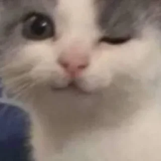 🐈