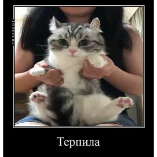 🙀