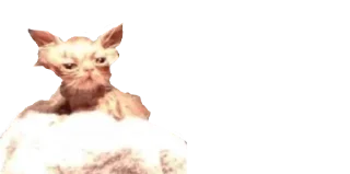 🐈