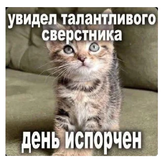 🐱