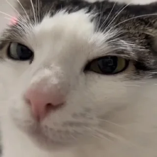 😸