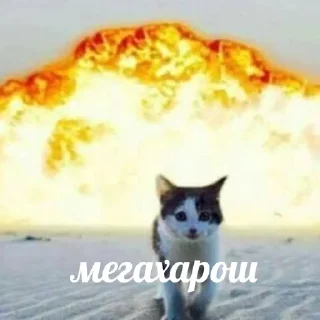 👏