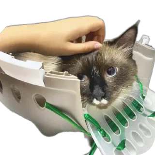 🐱