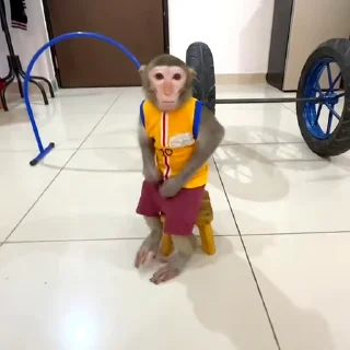 🙈