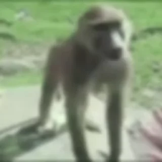 🐵