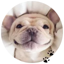 🐶