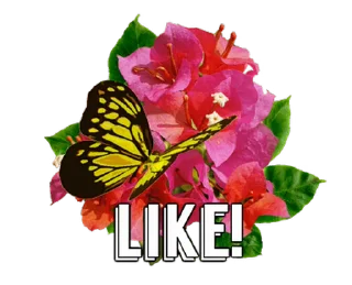 🦋