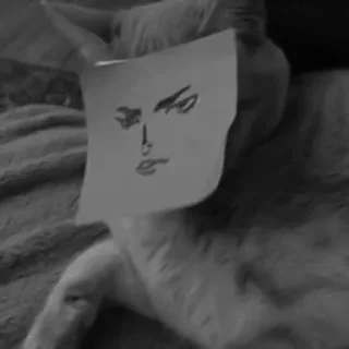 🐈‍⬛️