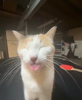 😛