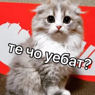 🐈