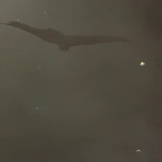 🦇