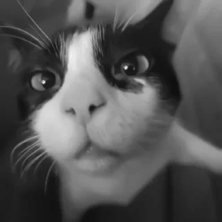 🐈‍⬛️