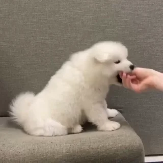 🤍