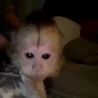 🙈